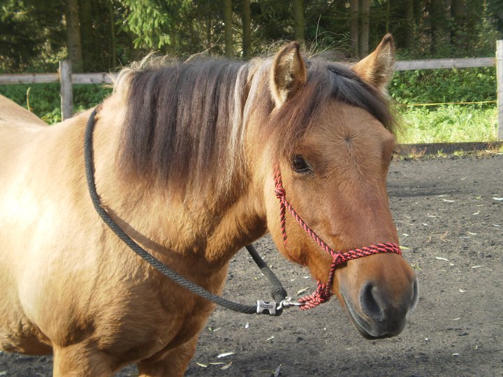 poníček Lady :)